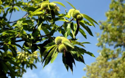 Visita alla selva castanile di Mont Grand a Soazza